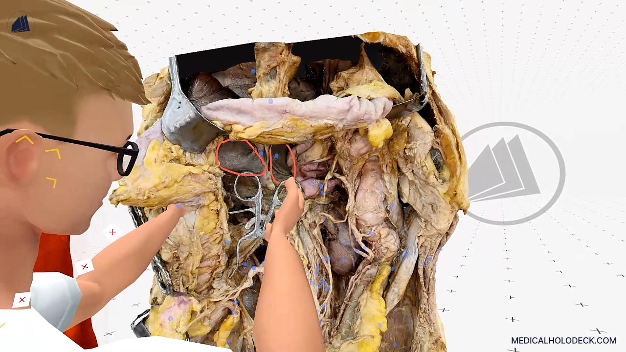 The liver thumbnail 2